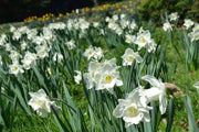 Mount Hood Daffodil Bulbs, Excellent Naturalizer - Caribbean garden seed