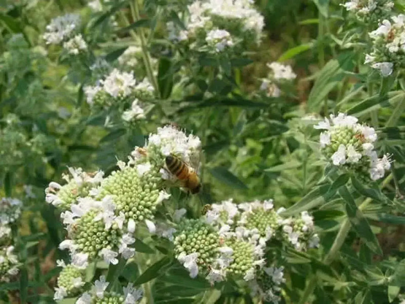 Mountain Mint,Herb Seeds - Pycnanthemum pilosum - Caribbean garden seed