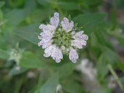 Mountain Mint,Herb Seeds - Pycnanthemum pilosum - Caribbean garden seed