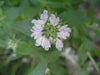 Mountain Mint,Herb Seeds - Pycnanthemum pilosum - Caribbean garden seed