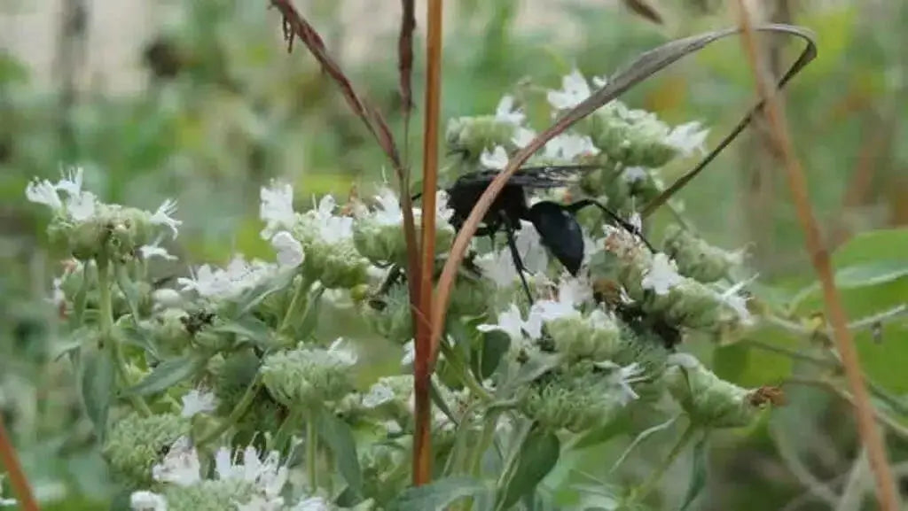 Mountain Mint,Herb Seeds - Pycnanthemum pilosum - Caribbean garden seed