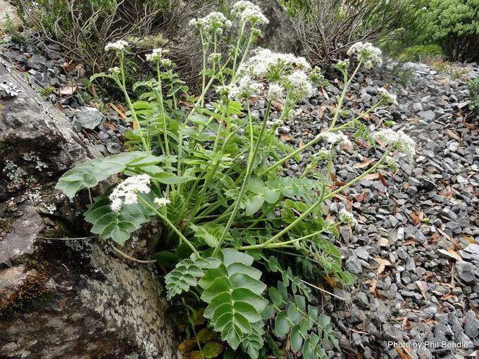 Mountain Carrot-10 SEEDS (GINGIDIA montana ) Maori Aniseed, PERENNIAL - Caribbean garden seed