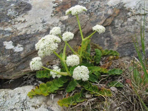Mountain Carrot-10 SEEDS (GINGIDIA montana ) Maori Aniseed, PERENNIAL - Caribbean garden seed