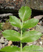 Mountain Carrot-10 SEEDS (GINGIDIA montana ) Maori Aniseed, PERENNIAL - Caribbean garden seed