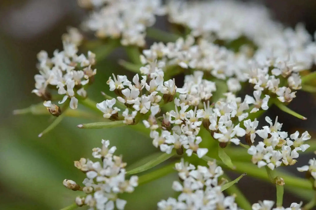 Mountain Carrot-10 SEEDS (GINGIDIA montana ) Maori Aniseed, PERENNIAL - Caribbean garden seed