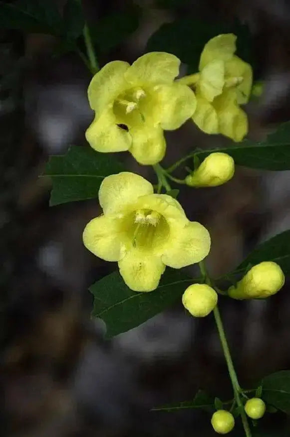 Mullein Foxglove Seeds. ANNUAL FLOWERS . - Caribbean garden seed