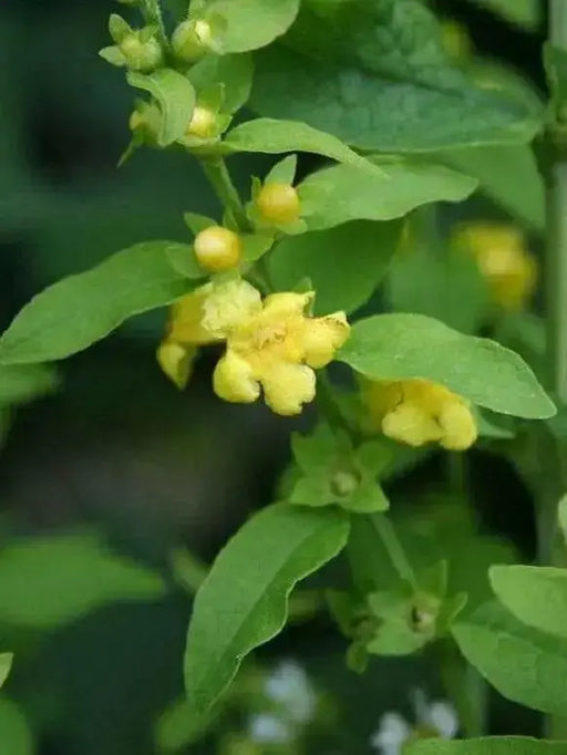 Mullein Foxglove Seeds. ANNUAL FLOWERS . - Caribbean garden seed