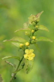 Mullein Foxglove Seeds. ANNUAL FLOWERS . - Caribbean garden seed