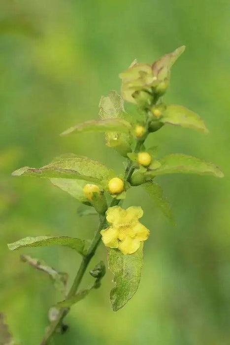 Mullein Foxglove Seeds. ANNUAL FLOWERS . - Caribbean garden seed