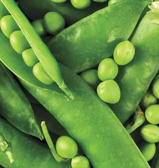 Mr. Big Shelling Pea Seeds, easy to grow, disease resistant - Caribbean garden seed