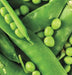 Mr. Big Shelling Pea Seeds, easy to grow, disease resistant - Caribbean garden seed