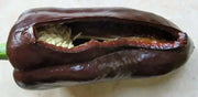 Mulato Isleno Pepper Seeds -(Capsicum annuum) , - Caribbean garden seed
