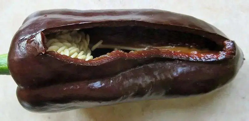 Mulato Isleno Pepper Seeds -(Capsicum annuum) , - Caribbean garden seed