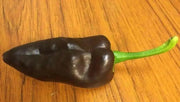 Mulato Isleno Pepper Seeds -(Capsicum annuum) , - Caribbean garden seed