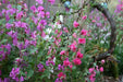 MOUNTAIN GARLAND, (Clarkia Unguiculata) Clarkia ,Annual Flowers seed - Caribbean garden seed
