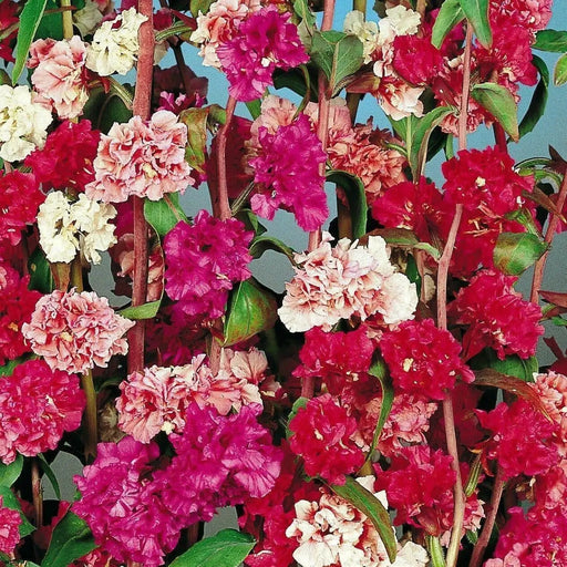 MOUNTAIN GARLAND, (Clarkia Unguiculata) Clarkia ,Annual Flowers seed - Caribbean garden seed