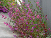 MOUNTAIN GARLAND, (Clarkia Unguiculata) Clarkia ,Annual Flowers seed - Caribbean garden seed