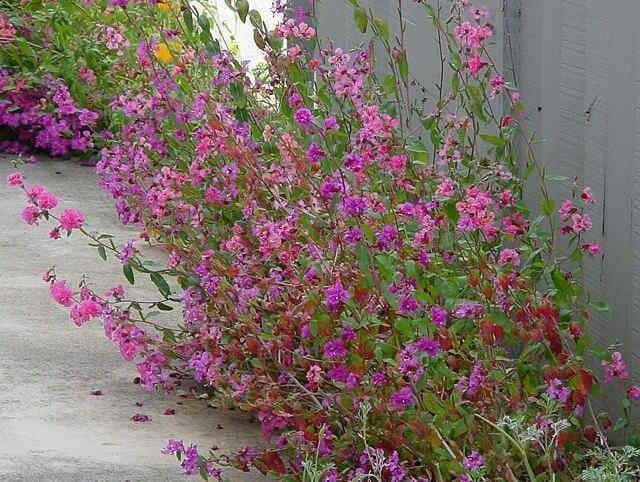 MOUNTAIN GARLAND, (Clarkia Unguiculata) Clarkia ,Annual Flowers seed - Caribbean garden seed
