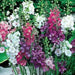 Mullein Seeds- Mix ,Verbascum Phoeniceum,Violet,Red,Pink,White-Perennial - Caribbean garden seed