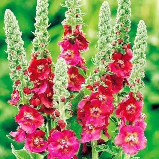 Mullein Seeds- Mix ,Verbascum Phoeniceum,Violet,Red,Pink,White-Perennial - Caribbean garden seed