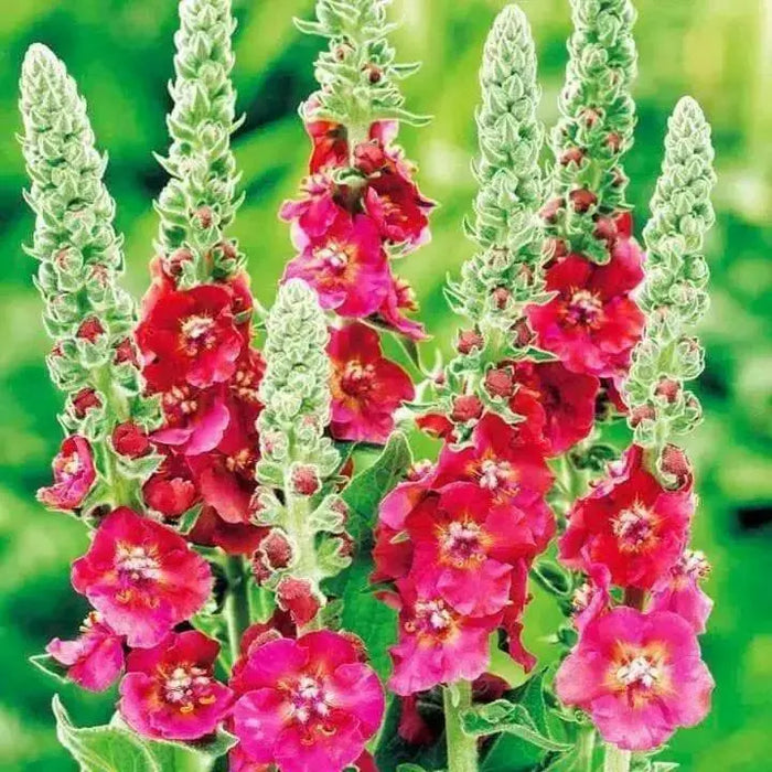 Mullein Seeds- Mix ,Verbascum Phoeniceum,Violet,Red,Pink,White-Perennial - Caribbean garden seed