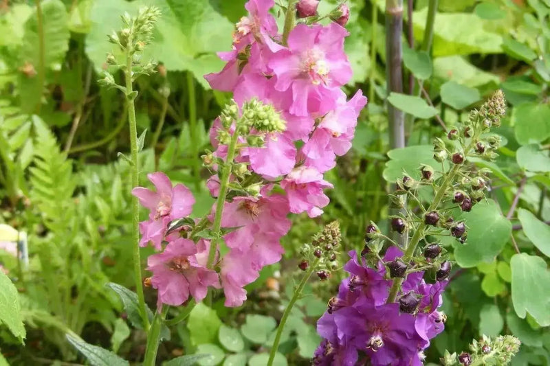 Mullein Seeds- Mix ,Verbascum Phoeniceum,Violet,Red,Pink,White-Perennial - Caribbean garden seed