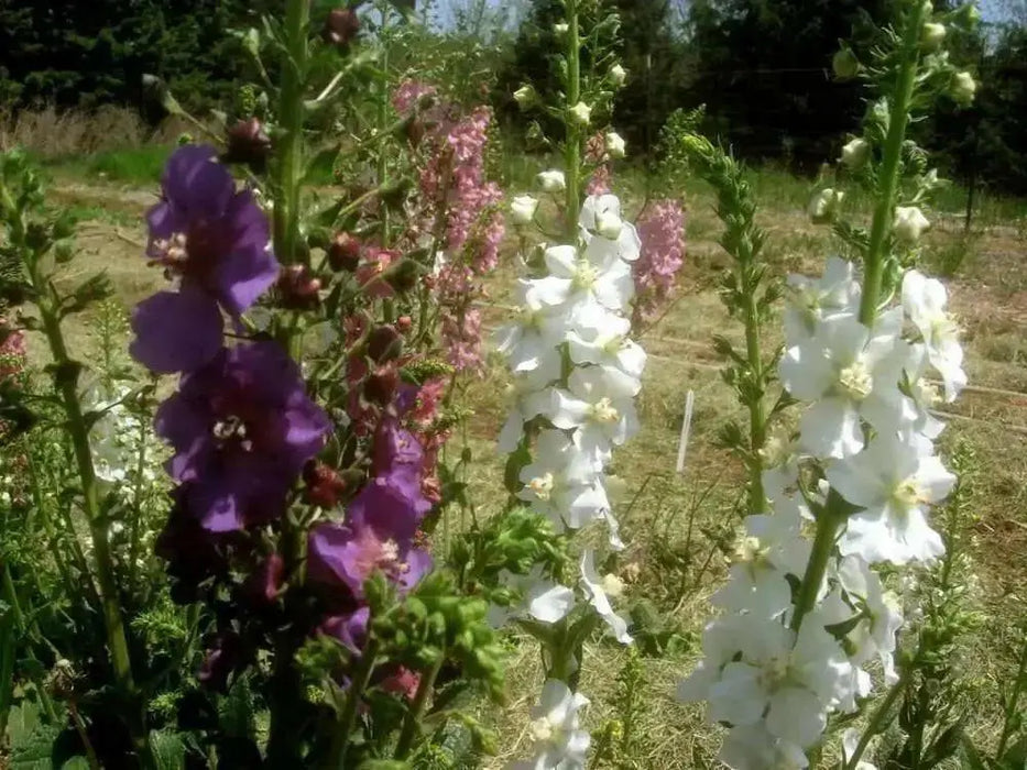 Mullein Seeds- Mix ,Verbascum Phoeniceum,Violet,Red,Pink,White-Perennial - Caribbean garden seed