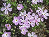 MOUNTAIN PHLOX SEEDS ,ANNUAL Flower - Caribbean garden seed