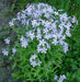 MOUNTAIN PHLOX SEEDS ,ANNUAL Flower - Caribbean garden seed