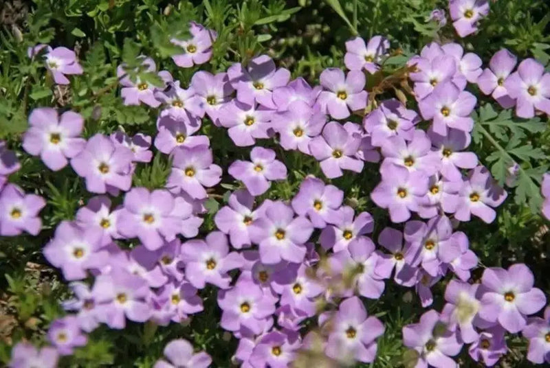 MOUNTAIN PHLOX SEEDS ,ANNUAL Flower - Caribbean garden seed