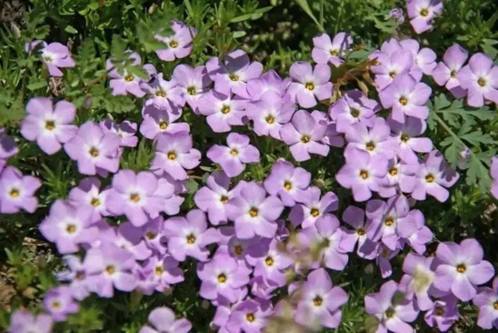 MOUNTAIN PHLOX SEEDS ,ANNUAL Flower - Caribbean garden seed