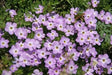 MOUNTAIN PHLOX SEEDS ,ANNUAL Flower - Caribbean garden seed