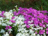 MOUNTAIN PHLOX SEEDS ,ANNUAL Flower - Caribbean garden seed