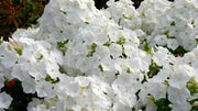 MOUNTAIN PHLOX SEEDS ,ANNUAL Flower - Caribbean garden seed