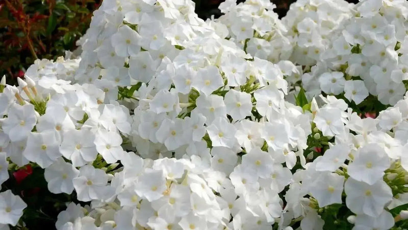MOUNTAIN PHLOX SEEDS ,ANNUAL Flower - Caribbean garden seed