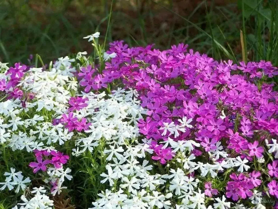 MOUNTAIN PHLOX SEEDS ,ANNUAL Flower - Caribbean garden seed