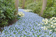Muscari 'Ocean Magic' Grape Hyacinth bulbs - Caribbean garden seed