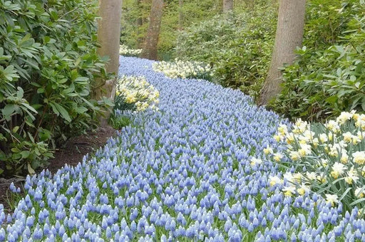 Muscari 'Ocean Magic' Grape Hyacinth bulbs - Caribbean garden seed