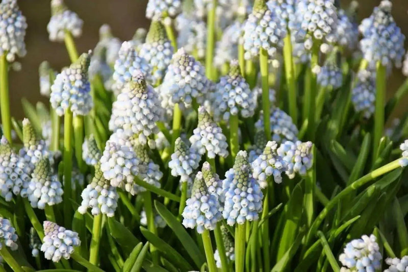 Muscari 'Ocean Magic' Grape Hyacinth bulbs - Caribbean garden seed