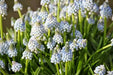 Muscari 'Ocean Magic' Grape Hyacinth bulbs - Caribbean garden seed