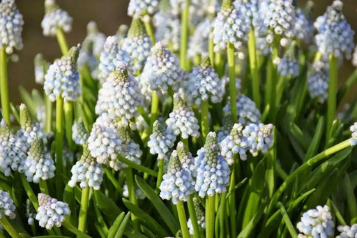Muscari 'Ocean Magic' Grape Hyacinth bulbs - Caribbean garden seed