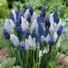 MUSCARI MIXED - grape hyacinth bulbs, spring flowers - Caribbean garden seed
