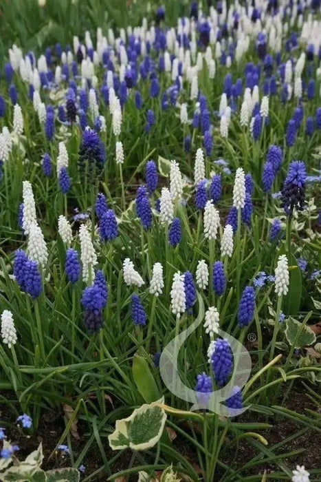 MUSCARI MIXED - grape hyacinth bulbs, spring flowers - Caribbean garden seed