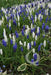 MUSCARI MIXED - grape hyacinth bulbs, spring flowers - Caribbean garden seed