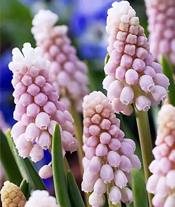 Muscari  Bulbs (Grape Hyacinths) pink surprise - Caribbean garden seed
