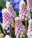 Muscari  Bulbs (Grape Hyacinths) pink surprise - Caribbean garden seed