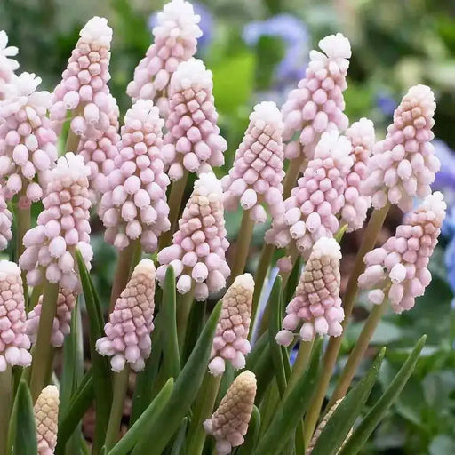 Muscari  Bulbs (Grape Hyacinths) pink surprise - Caribbean garden seed