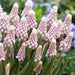 Muscari  Bulbs (Grape Hyacinths) pink surprise - Caribbean garden seed