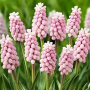 Muscari  Bulbs (Grape Hyacinths) pink surprise - Caribbean garden seed