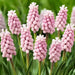 Muscari  Bulbs (Grape Hyacinths) pink surprise - Caribbean garden seed